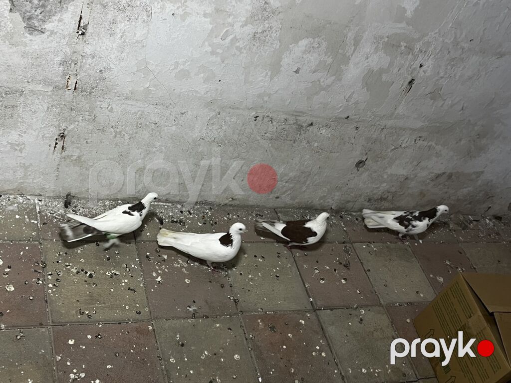 Təmiz peçat boynu güllülərdi cütdülər təmiz qan qırmızı bakı quşlarıdı — Göyərçin, Digah (3)