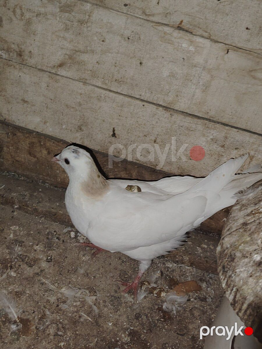 Göyərçinlər — Quşlar, Sumqayıt (3)