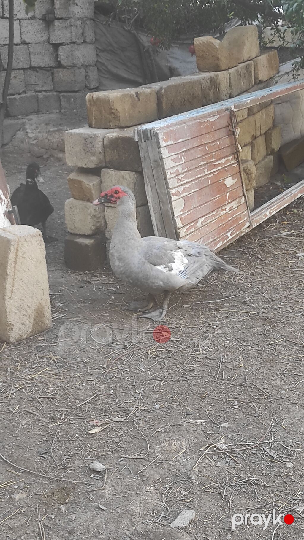 Erkək, Lal ördək, Damazlıq, Ünvandan götürmə — Digərləri, Masazır (2)