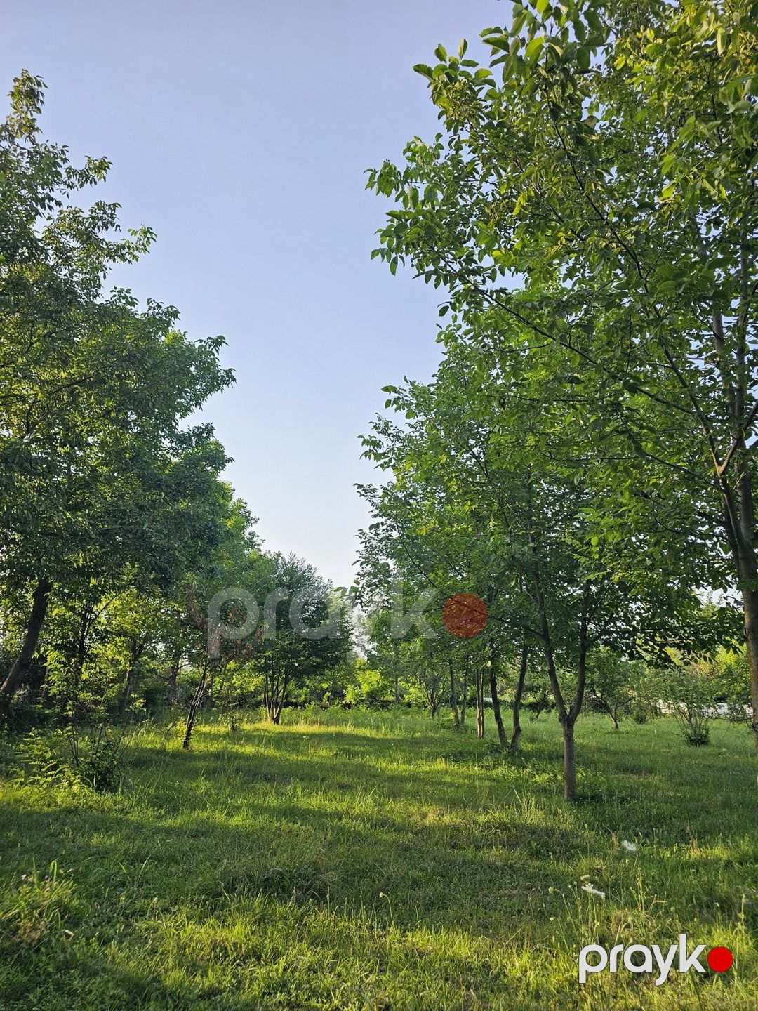 Satılır torpaq 32 sot — Torpaq, Qəbələ (8)