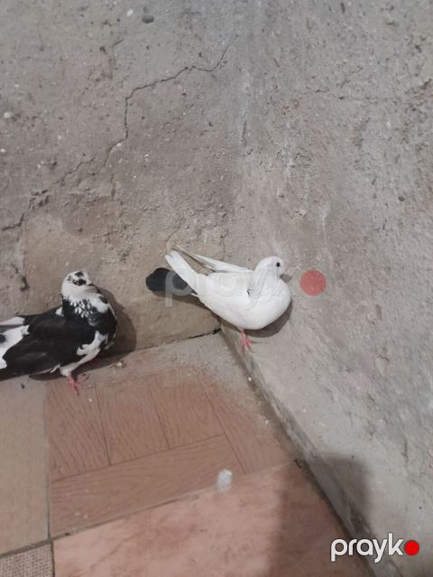 Qara-ağ və ağ-qara rəng çalarlarında iki ev göyərçini cütü. - Rəng — Sumqayıt