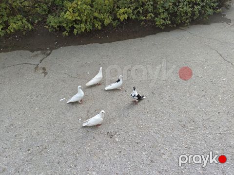 Satılır: Ev göyərçinləri dəsti Hamısı viddi quslardi 4 Erkey 1 maya — Sumqayıt