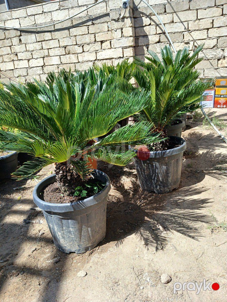 Sekas — Bitkilər, Bakı (2)