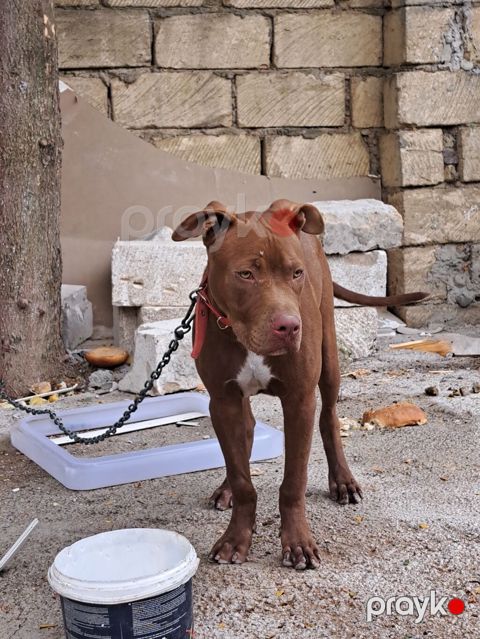Pitbul — Biləsuvar