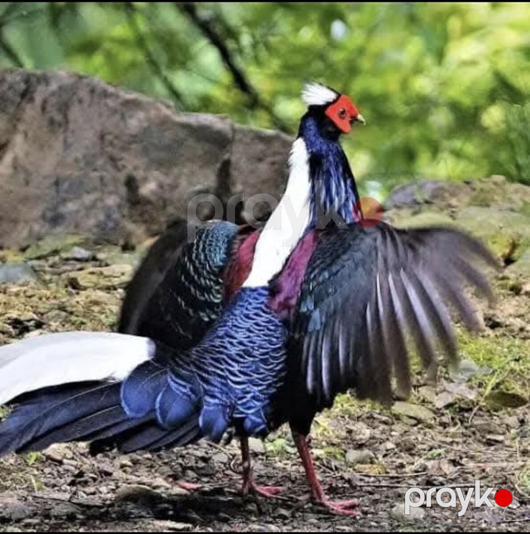Svayna Qrqovulu — Quşlar, Bakı (2)