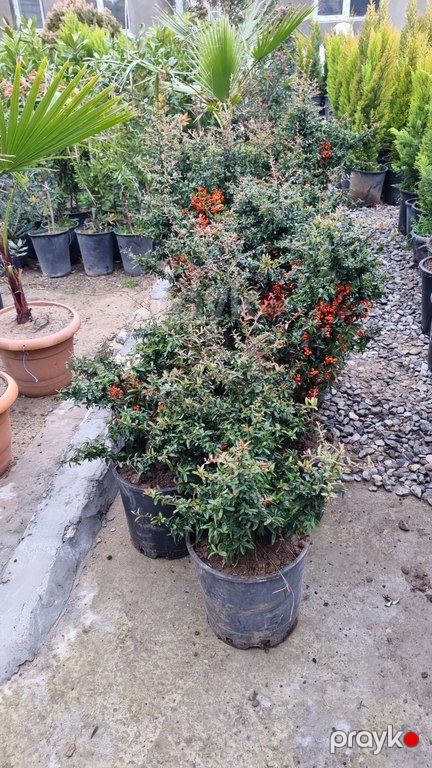 Dekorativ ağaclar — Bitkilər, Bakı (5)