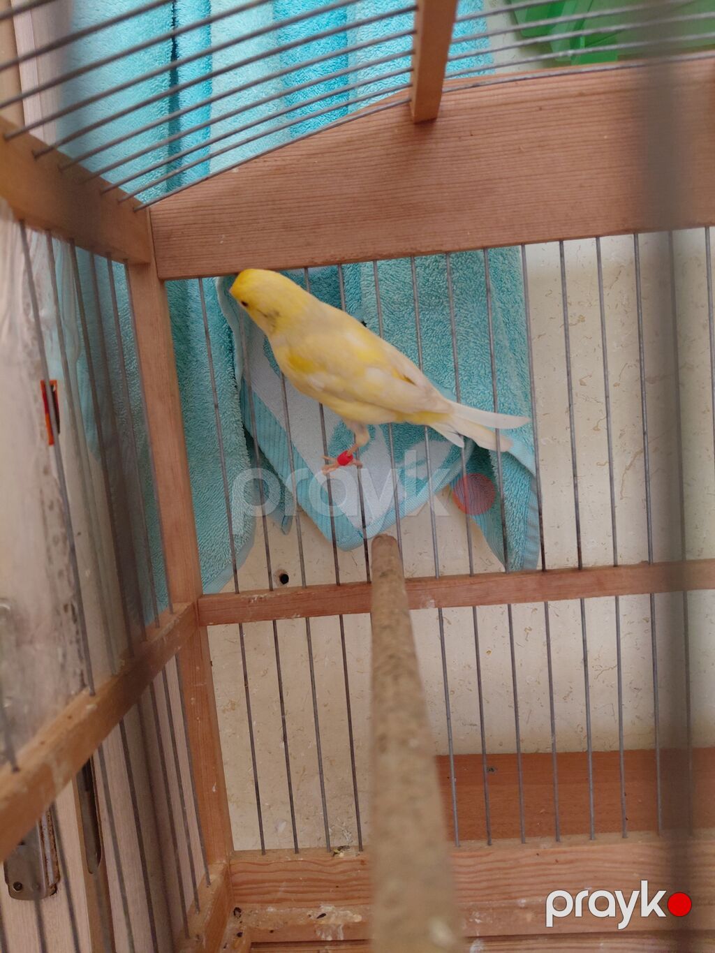 Bülbül satlı — Qəfəslər, Digah (2)