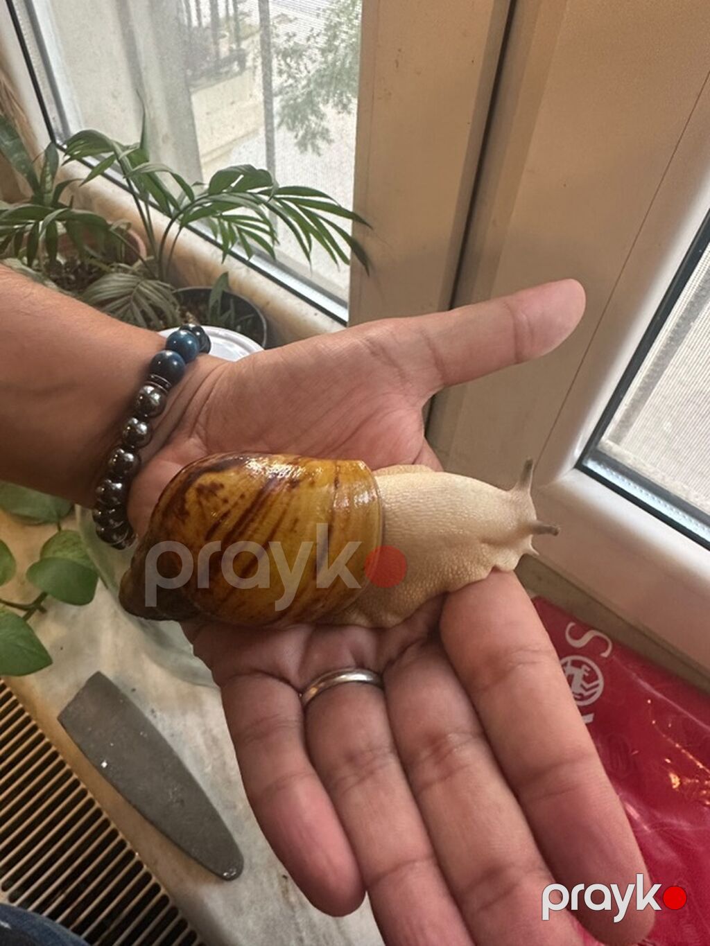 Archachatina marginata ovum Baxım və tələblər: - Terrarium/aquarium — Digər heyvanlar, Bakı (3)