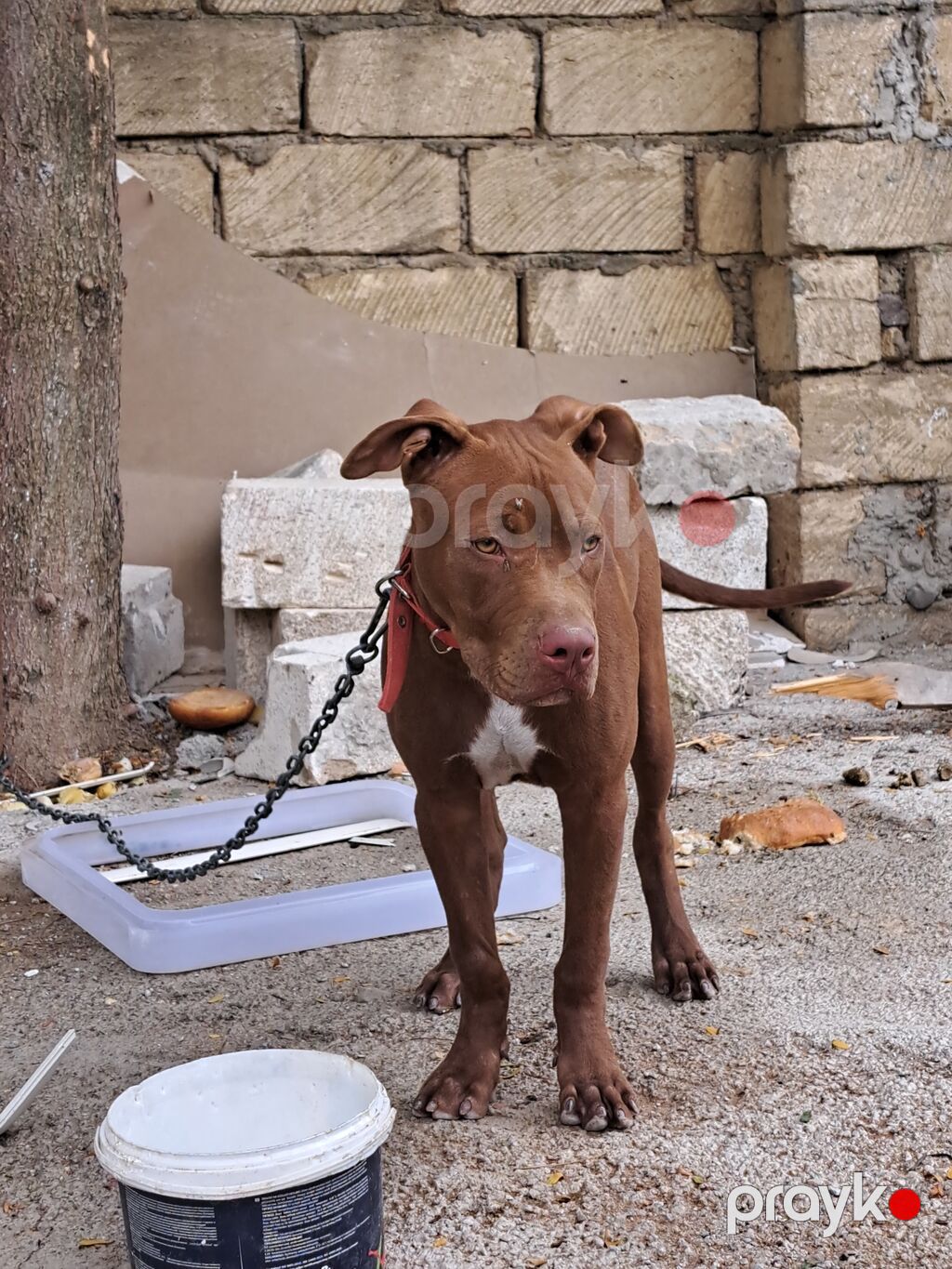 Pitbul — Köpəklər, Biləsuvar (3)
