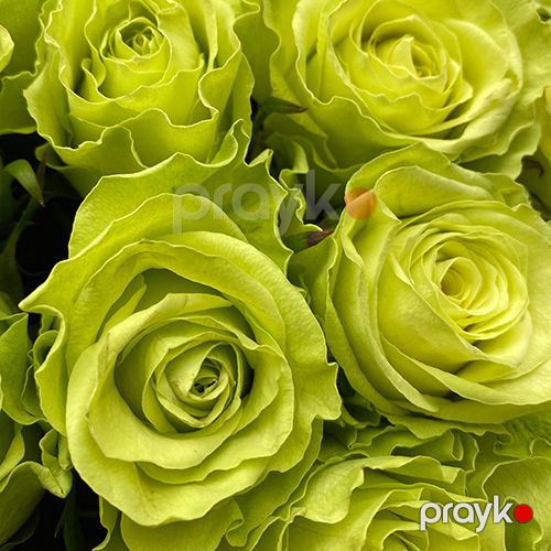 51 qızılgül yaşıl - kod 5555 — Bitkilər, Bakı (5)