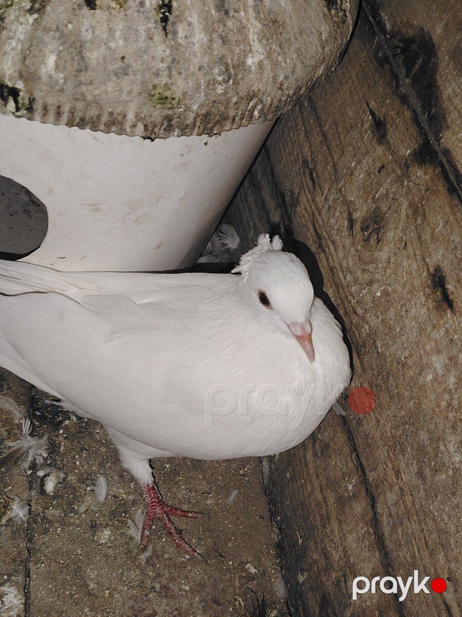 Göyərçinlər — Quşlar, Sumqayıt (2)