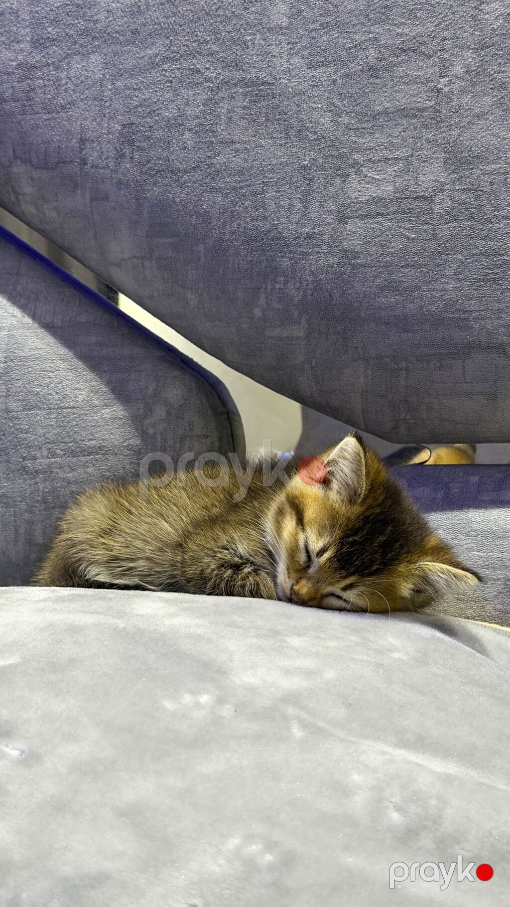 Tabbi — Pişiklər, Bakı (6)