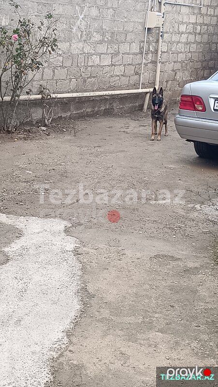 Belçika malinois afçarkası satıram 8 aylıqdır dişidir — Köpəklər, Bakı (2)
