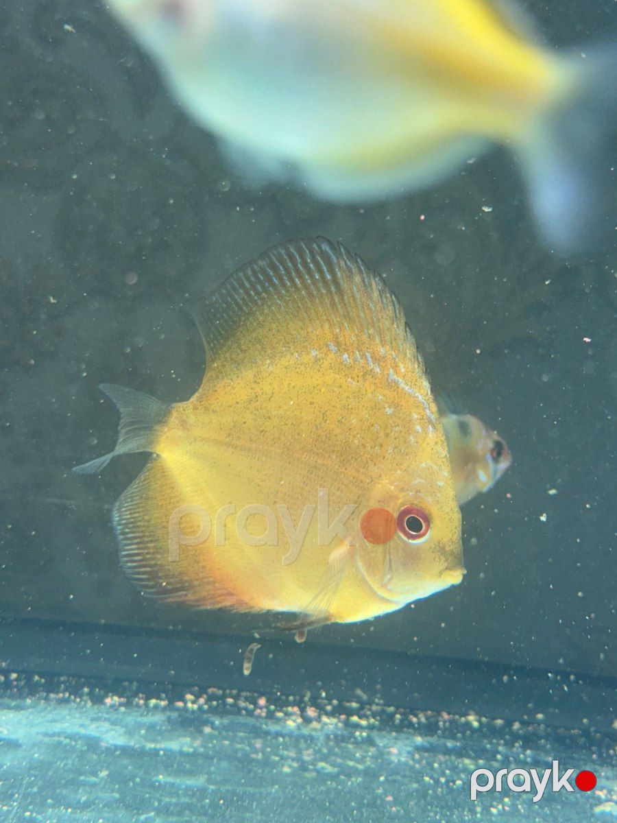 Discus balığı — Akvariumlar və balıqlar, Bakı (2)