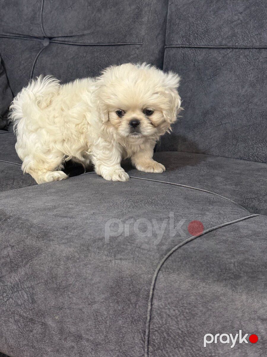 Pekines — Köpəklər, Bakı (4)