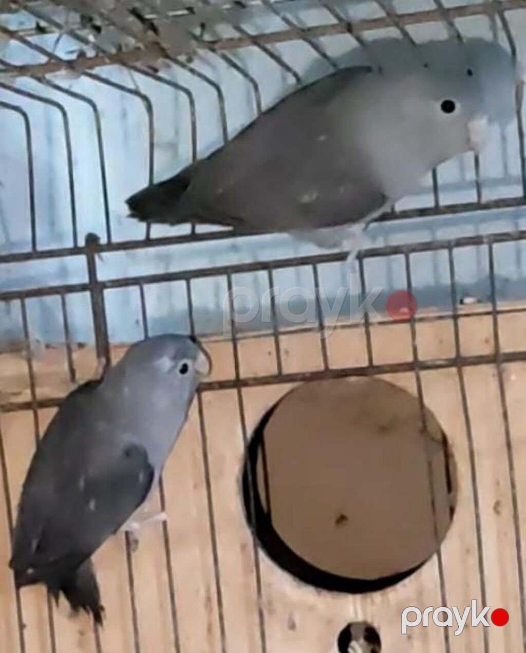 Varabinniy papuqay sərçə tutu quşu deyilir dünyanın ən balaca papuqayı — Tutyun papağayı, Digah (5)