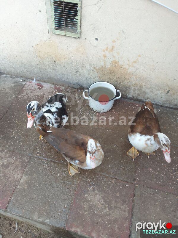Hamsı birlikdə satılır — Quşlar, Bakı (2)