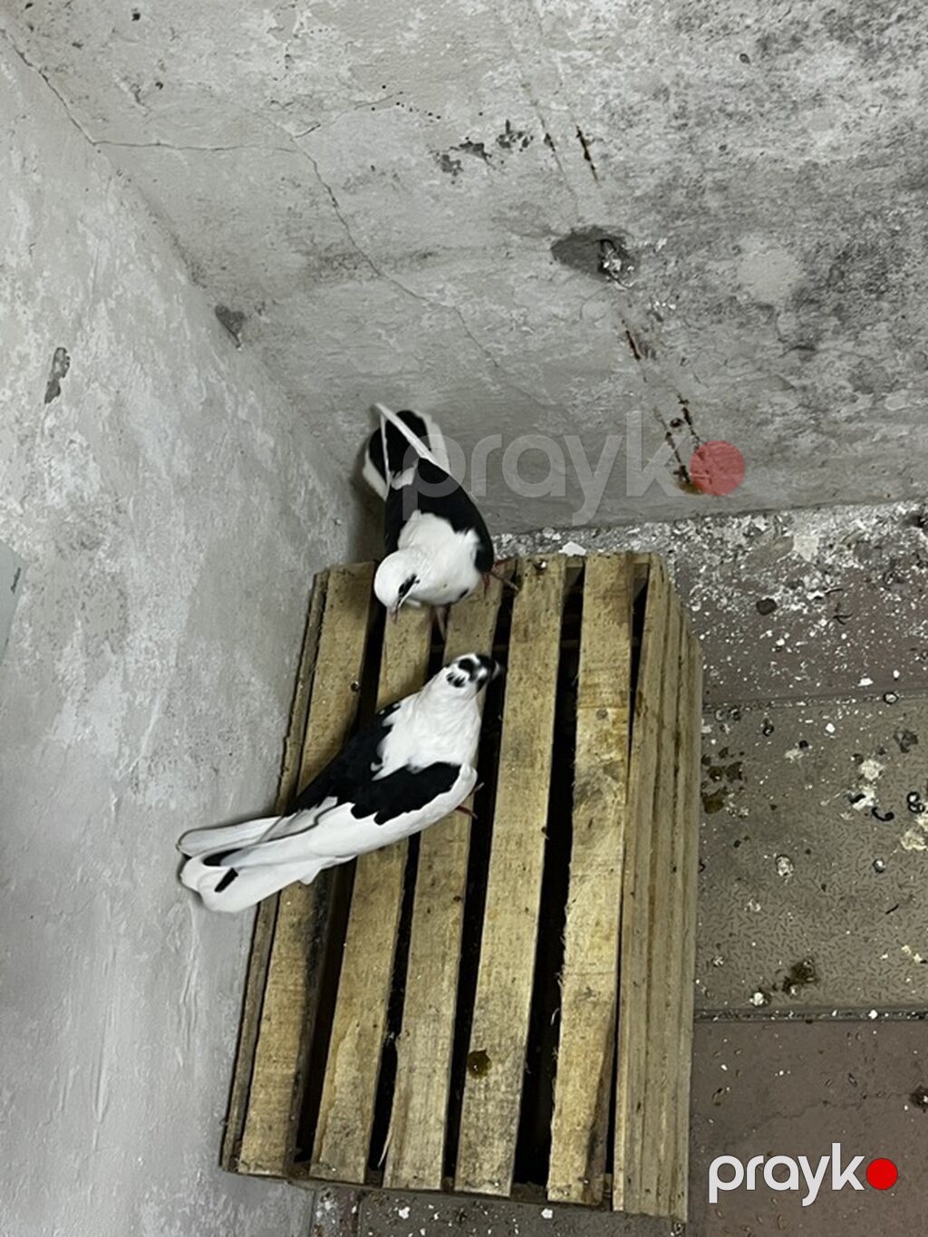 Bir cüt təmiz qara çəp bakı quşları istəyən vpa yazsın — Göyərçin, Digah (3)