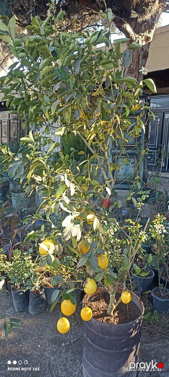 Limon ağacı — Bitkilər, Bakı (2)