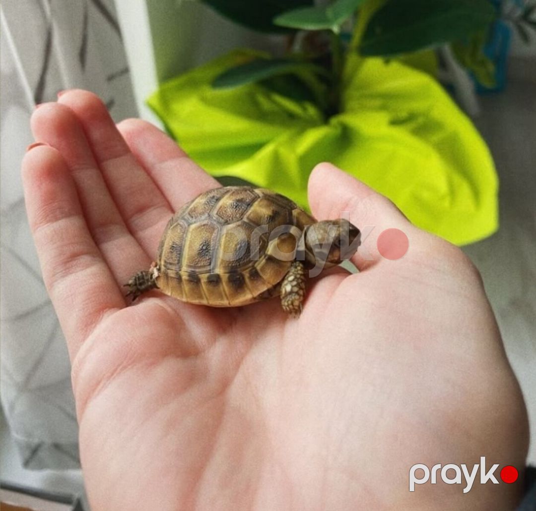 Su və quru tısbağaları terrariumlar — Digər heyvanlar, Sumqayıt (3)