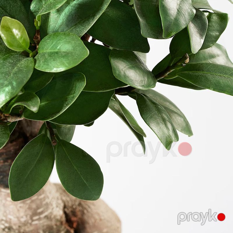 Fikus Bonsai ağacı — Bitkilər, Bakı (2)
