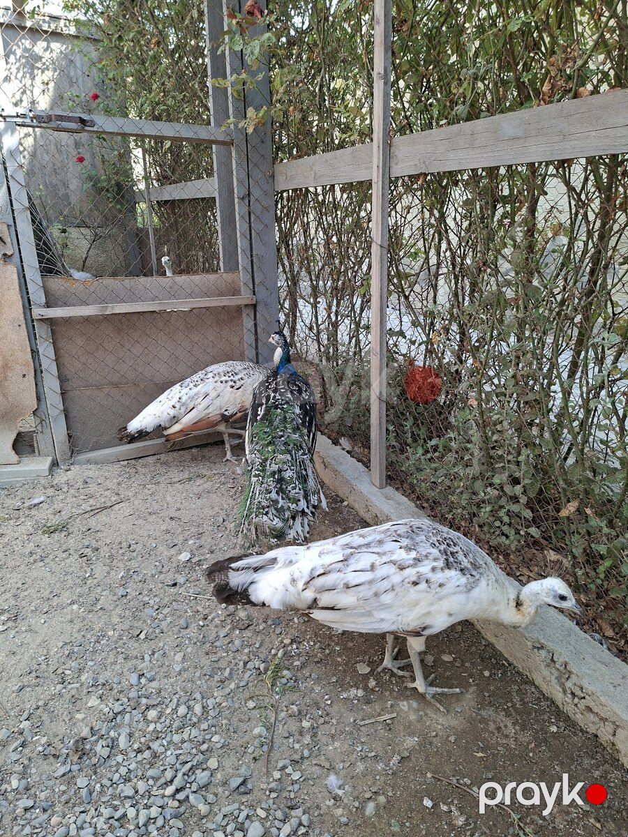 Tovuz quşu — Quşlar, Bakı (9)