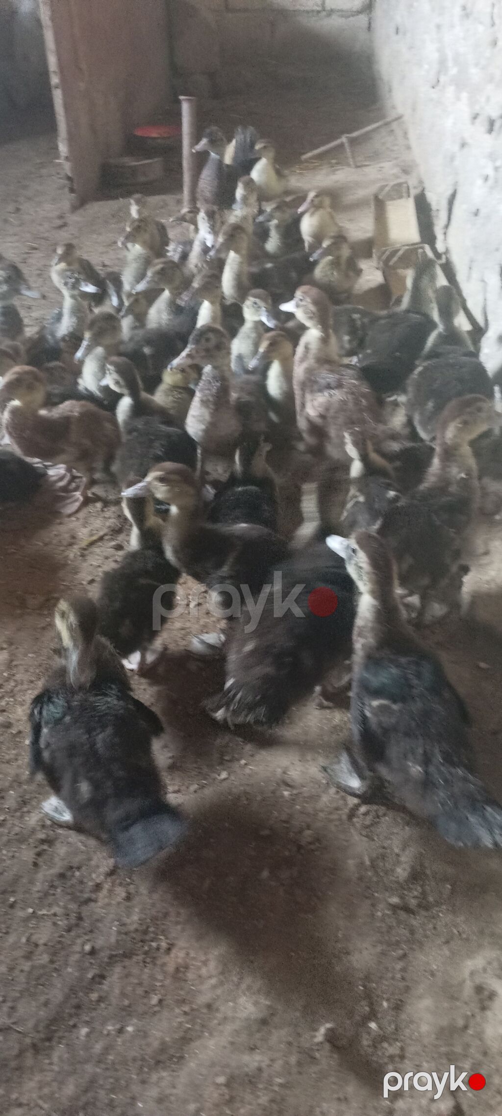 Lal ördək– təsərrüfat üçün ətlik–yumurtalıq quşlar - Cins: Lal ördək — Digərləri, Bakı (7)