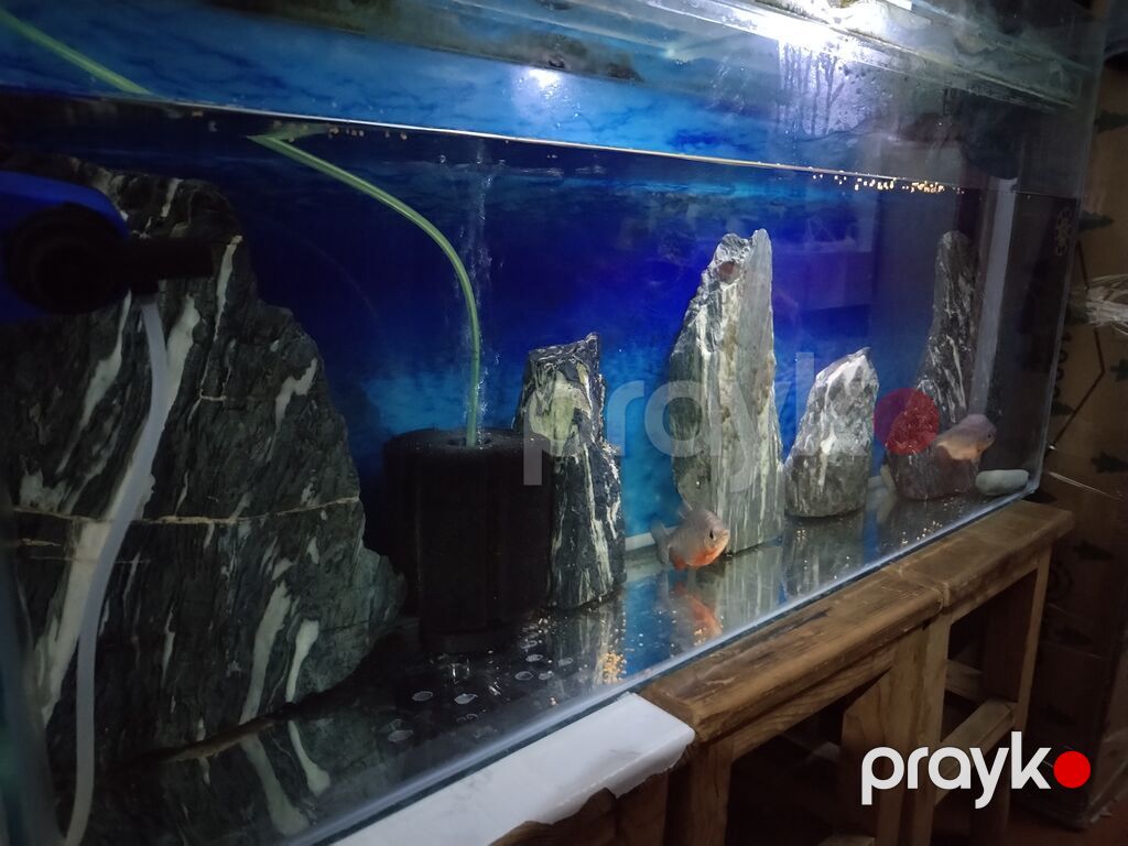 Piranya balığı, Yırtıcı — Akvariumlar və balıqlar, Sumqayıt (2)