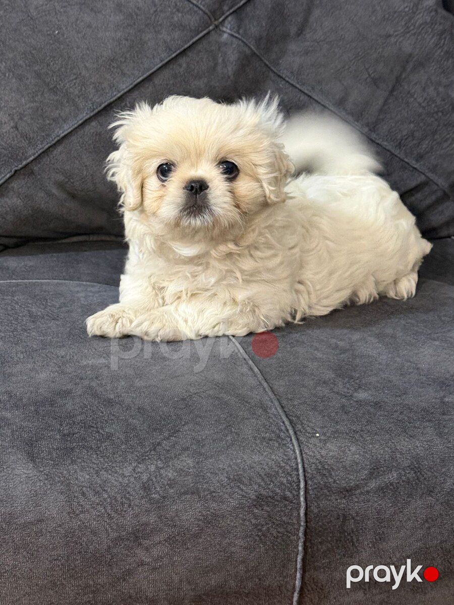 Pekines — Köpəklər, Bakı (5)