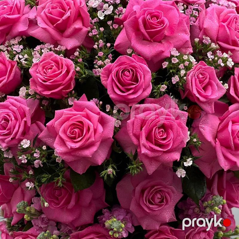 Çəhrayı Qızılgüllər - code:5071 — Bitkilər, Bakı (6)