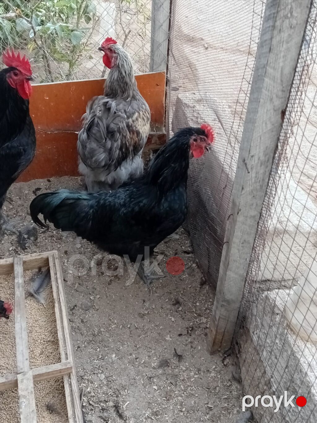 Qiymət 2 sinə 35 AZN — Toyuq və xoruz, Bakı (2)
