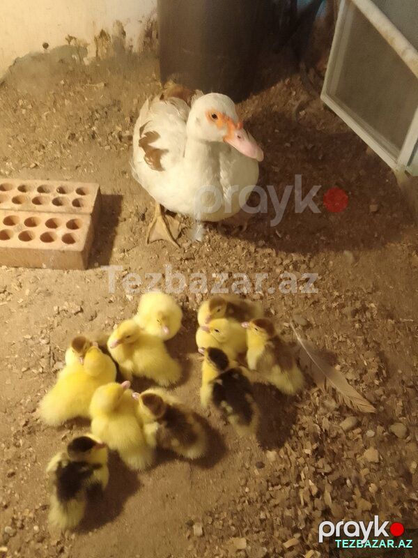 Hamsı birlikdə satılır — Quşlar, Bakı (3)