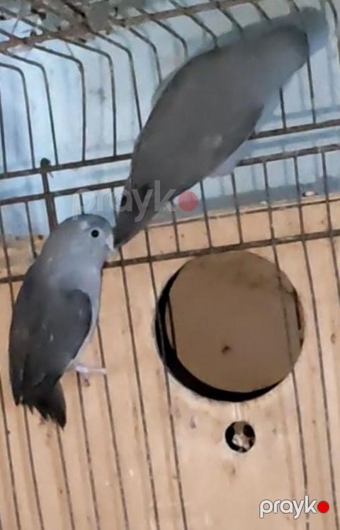 Varabinniy papuqay sərçə tutu quşu deyilir dünyanın ən balaca papuqayı — Digah