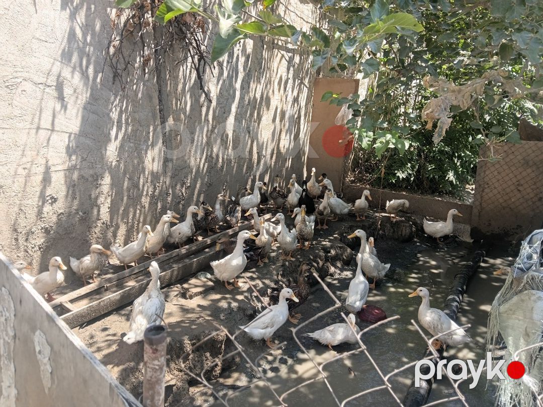 Ördəklər — Quşlar, Bakı (4)