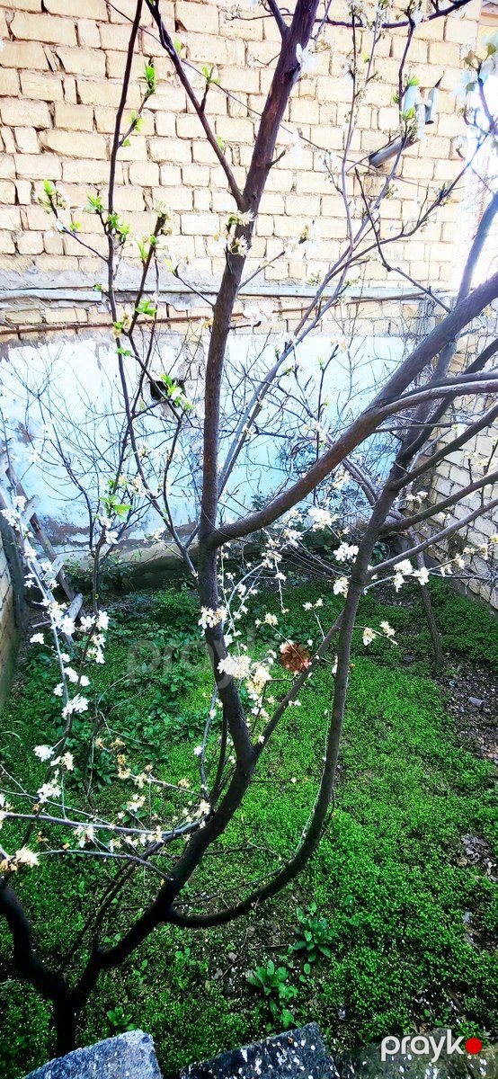 Satılır 6 otaqlı həyət evi/bağ evi 240 m² — Ev, villa, Bakı (4)