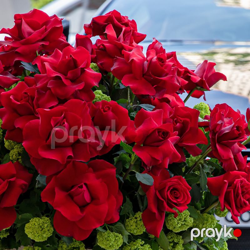 Holland Qızılgülləri - code:5069 — Bitkilər, Bakı (3)