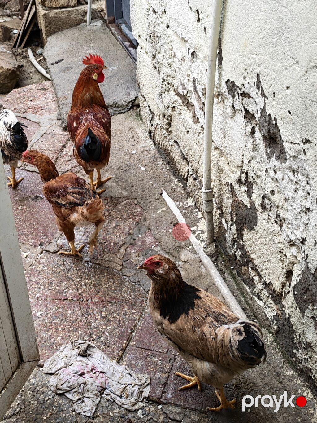 1 denesi Məhlə toyuqları – yerli qarışıq cinslər - Şəkillərdə görünən — Toyuq və xoruz, Digah (2)