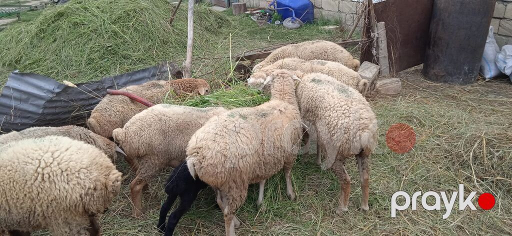 5 Bas Disi Quzudu. Xacmaz Rayonunun Qocaqli Kendindedir — Kənd təsərrüfatı heyvanları, Xudat (2)