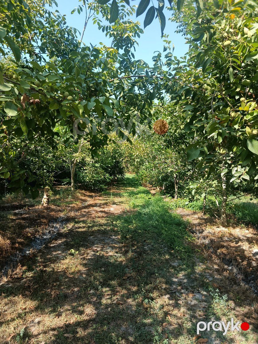 Satılır torpaq 181 sot — Torpaq, Göyçay (11)