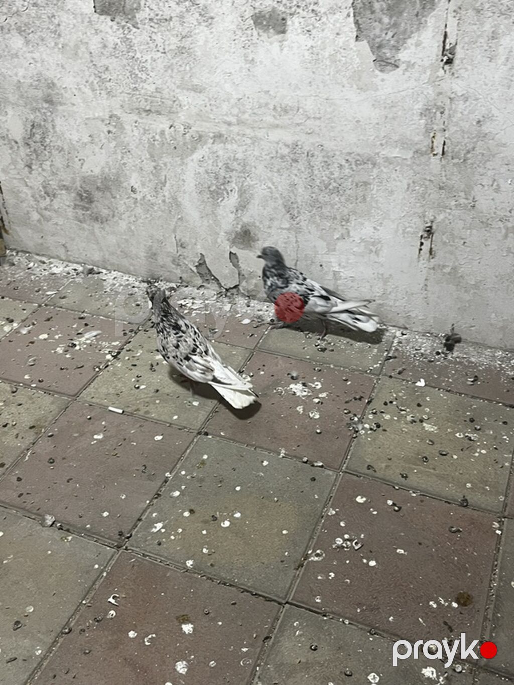 Hazır cüt əbreşlərdi cütü 20manat — Göyərçin, Digah (2)