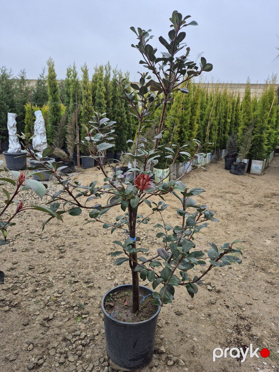 Dekorativ ağac — Bitkilər, Bakı (8)
