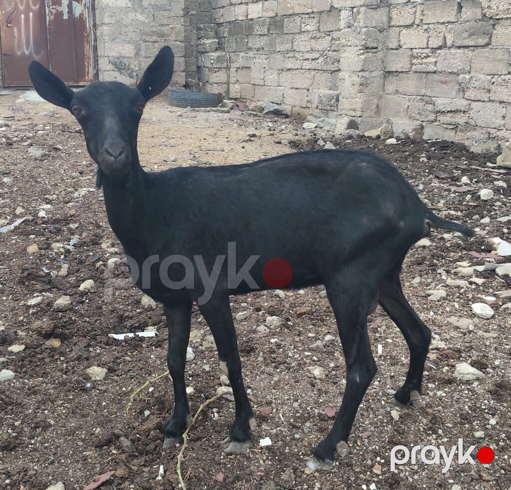 satılır Cinsi: Mursiya (Murciano-Granadina) Yaşı: Yaş yarım — Kənd təsərrüfatı heyvanları, Bakı (5)