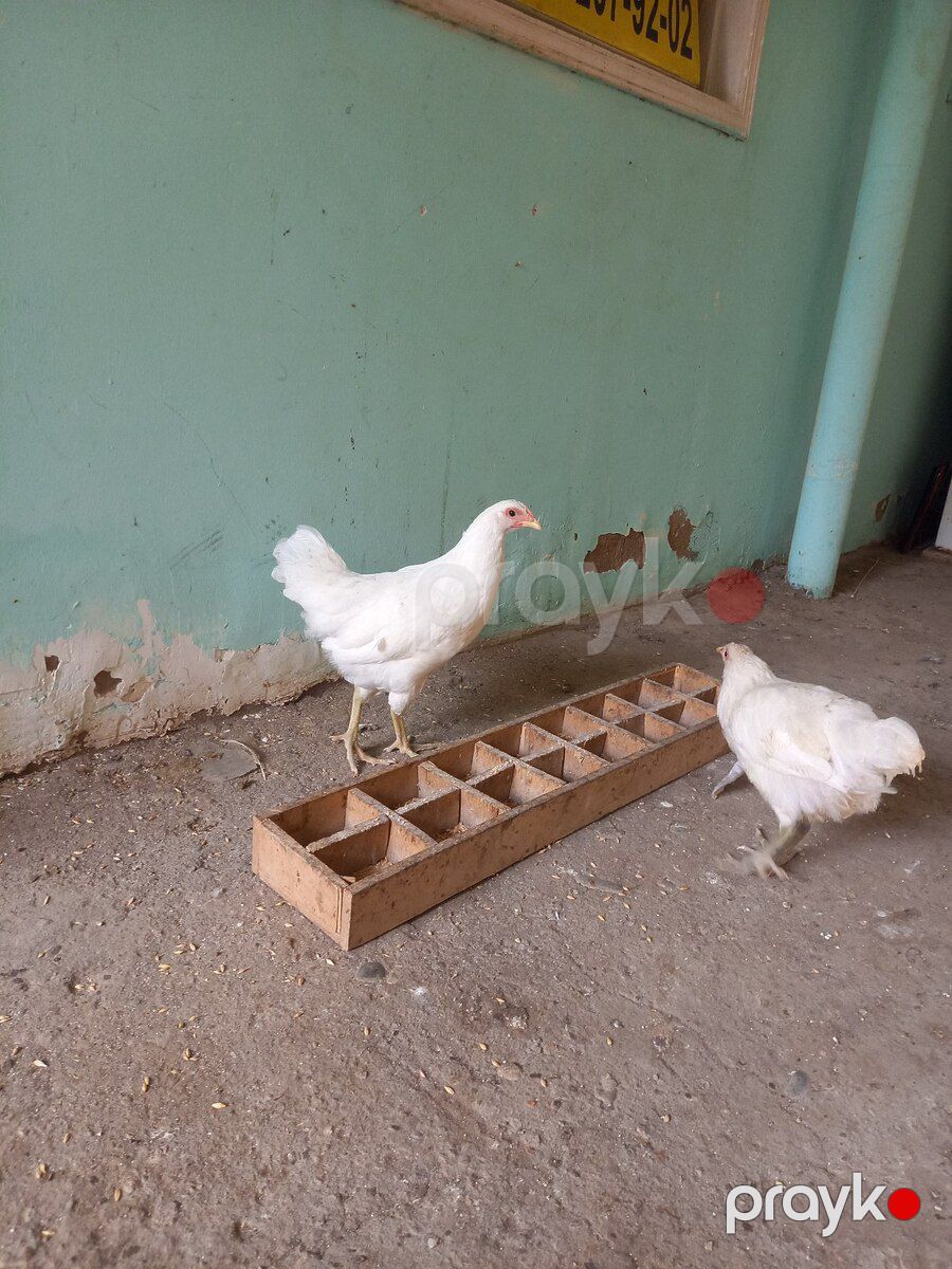 Avstralorp fərələri — Quşlar, Bakı (2)