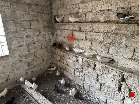 Göyərçinlər — Bakı