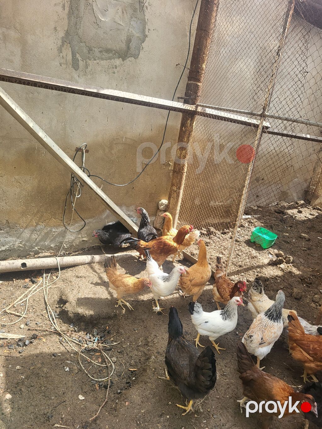 Toyuq, Yumurtalıq — Toyuq və xoruz, Bakı (3)