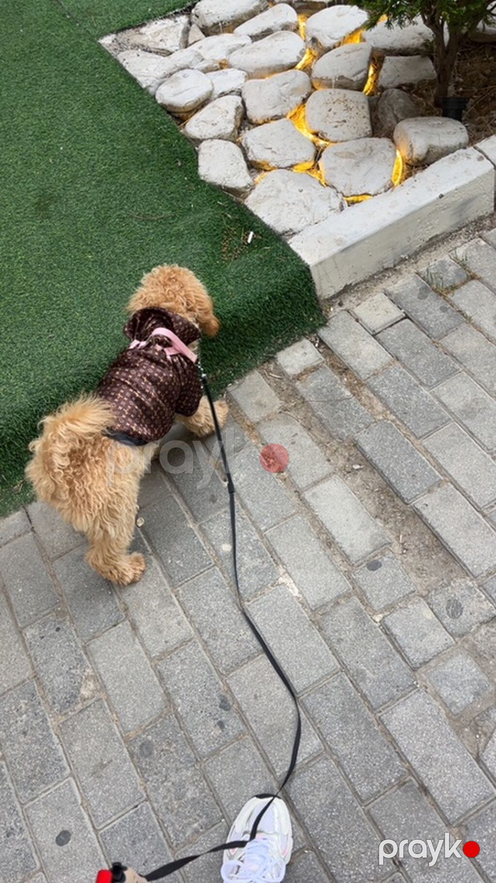 6 ayliqdir disidir.cox agillidir oynagandir.her bir telimi var.butun — Digər, Xırdalan (2)