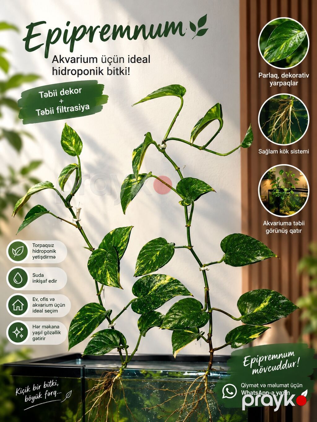 Hidroponik akvarium bitkiləri satılır — çox münasib qiymətə — Akvariumlar və balıqlar, Bakı (2)