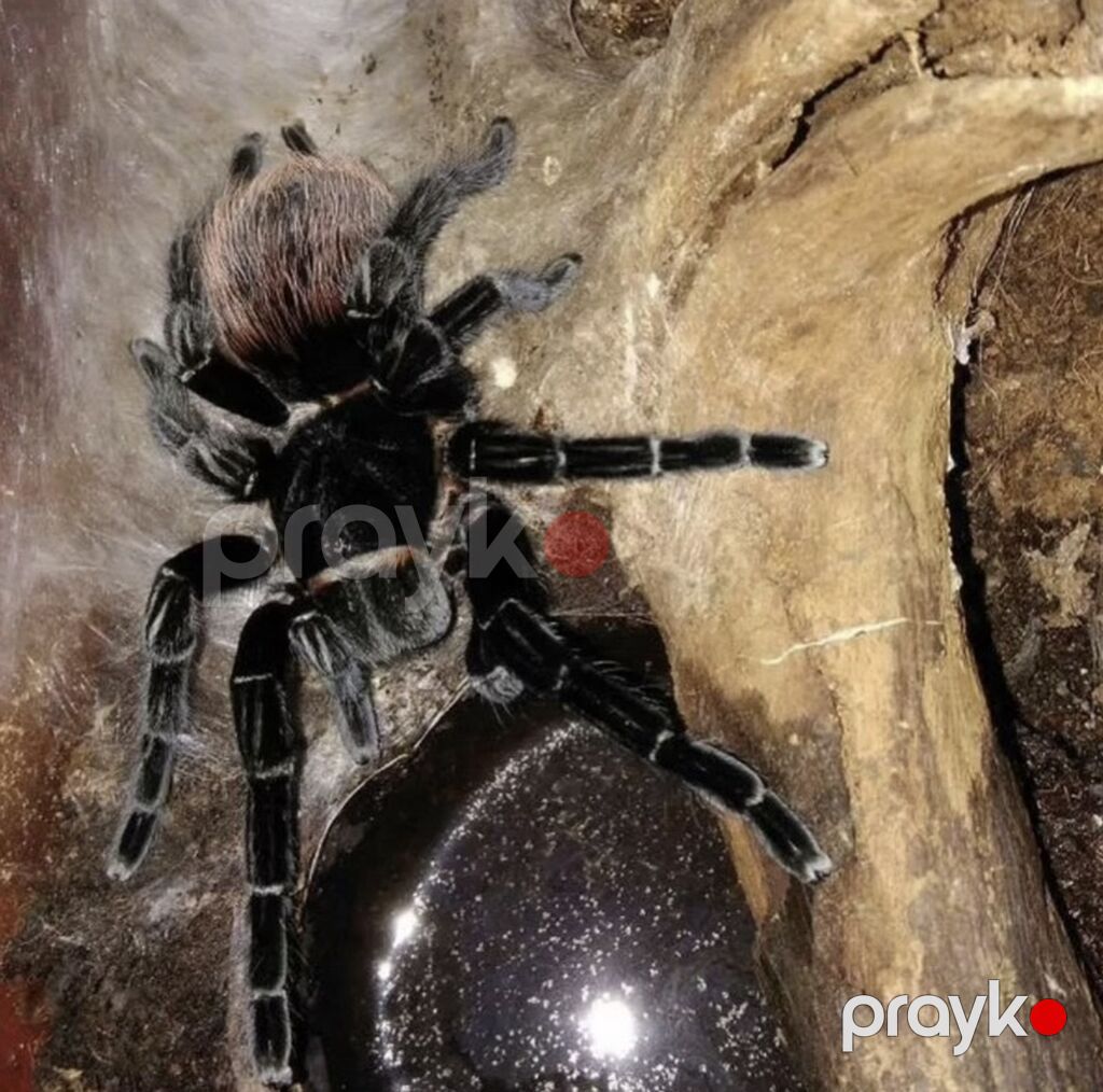 Nadir egzotik ev heyvanı – böyük ölçülü tarantula (teraryum üçün) — Digər heyvanlar, Bakı (2)