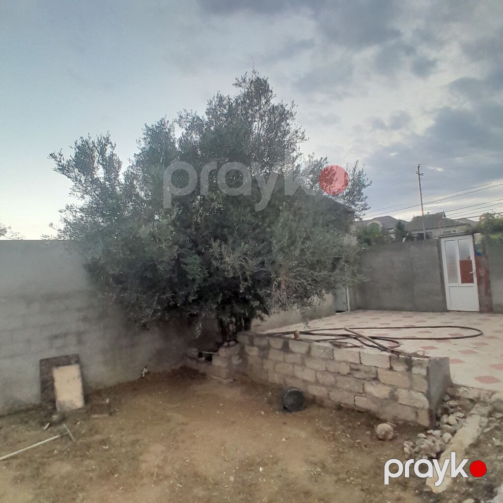 Salam zeytun ağac satılır — Stanoklar, Digah (3)