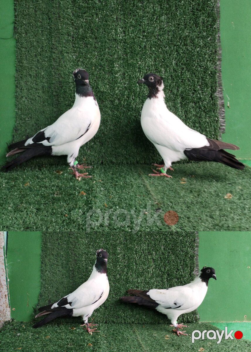 Göyərçinlər — Quşlar, Saatlı (9)